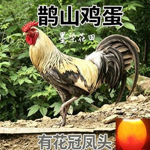 顺丰包邮 鹊山鸡蛋敷化抱卧散养有花冠凤头现捡现发