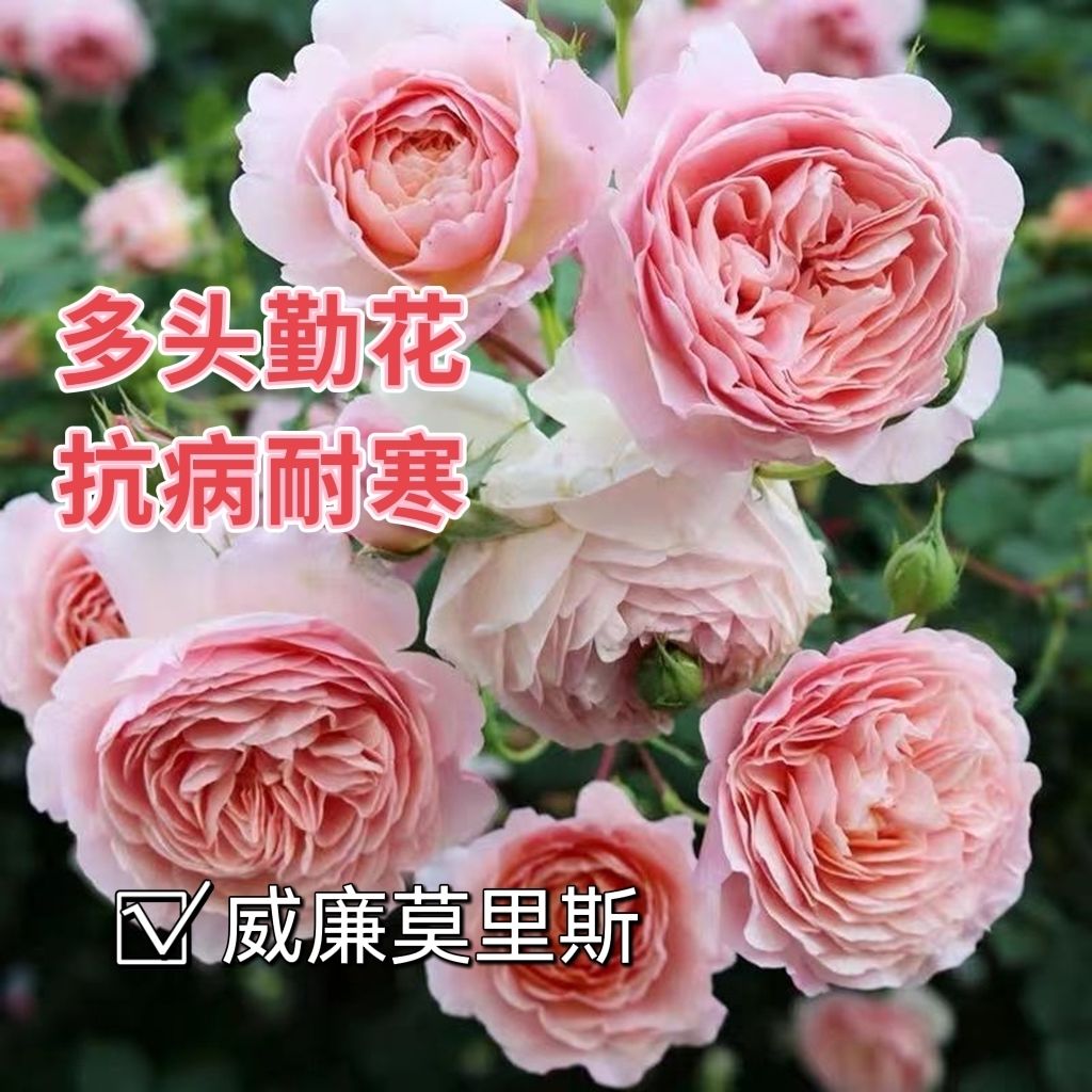 威廉莫里斯月季浓香多头勤花玫瑰月季花苗小藤本庭院阳台花卉绿植