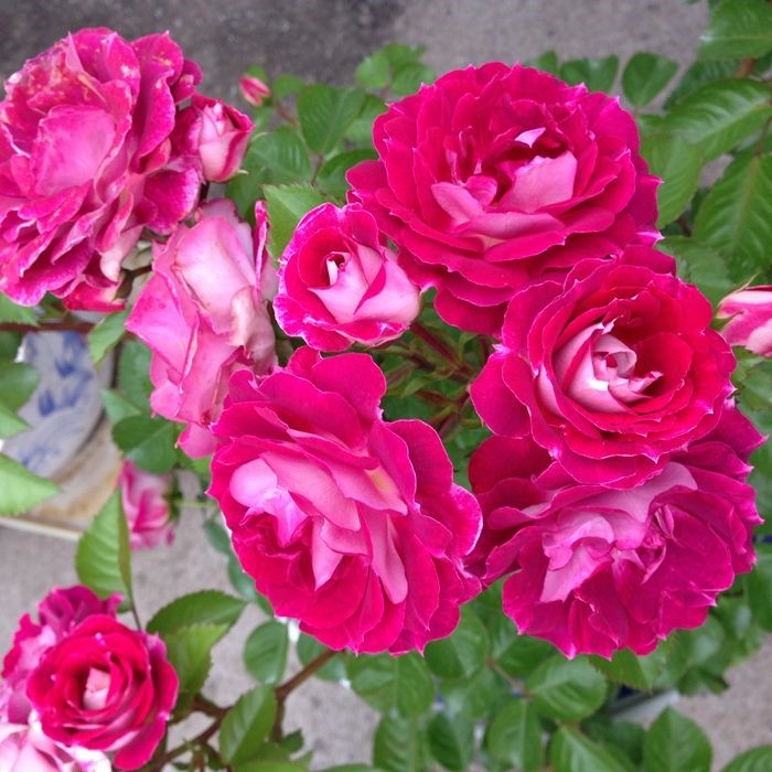 奇异盛典欧月灌木月季扦插花苗大花强香阳台庭院盆栽花卉多色对版