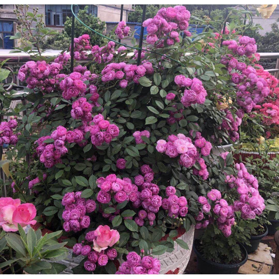 浓香型开花机器阳台微型月季 葡萄园之歌 多季节重复开花耐寒庭院