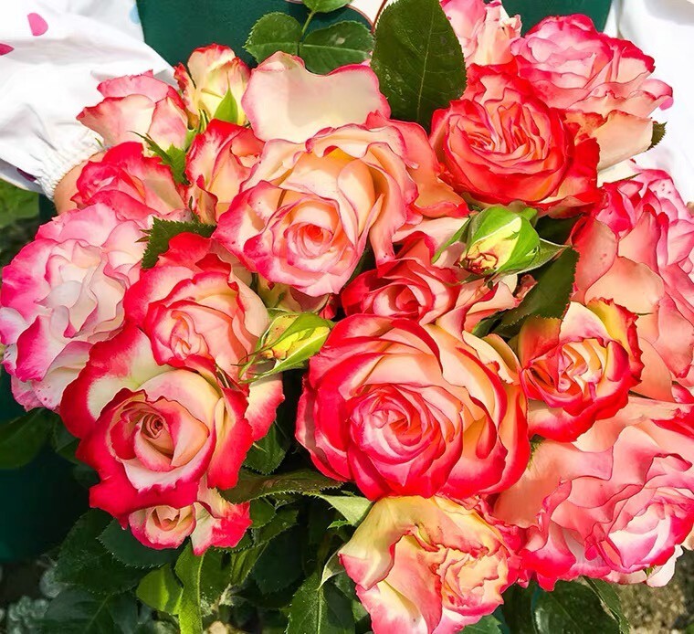 樱桃派对 摩纳哥公爵月季小苗浓香多季丰花灌木抗性好  阳台庭院