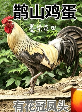 正宗精品鹊山鸡蛋敷化抱卧散养有花冠凤头现捡现发