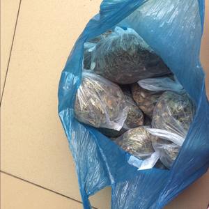 糠秕孢子菌毛囊炎马拉色真菌毛囊炎感染前胸后背