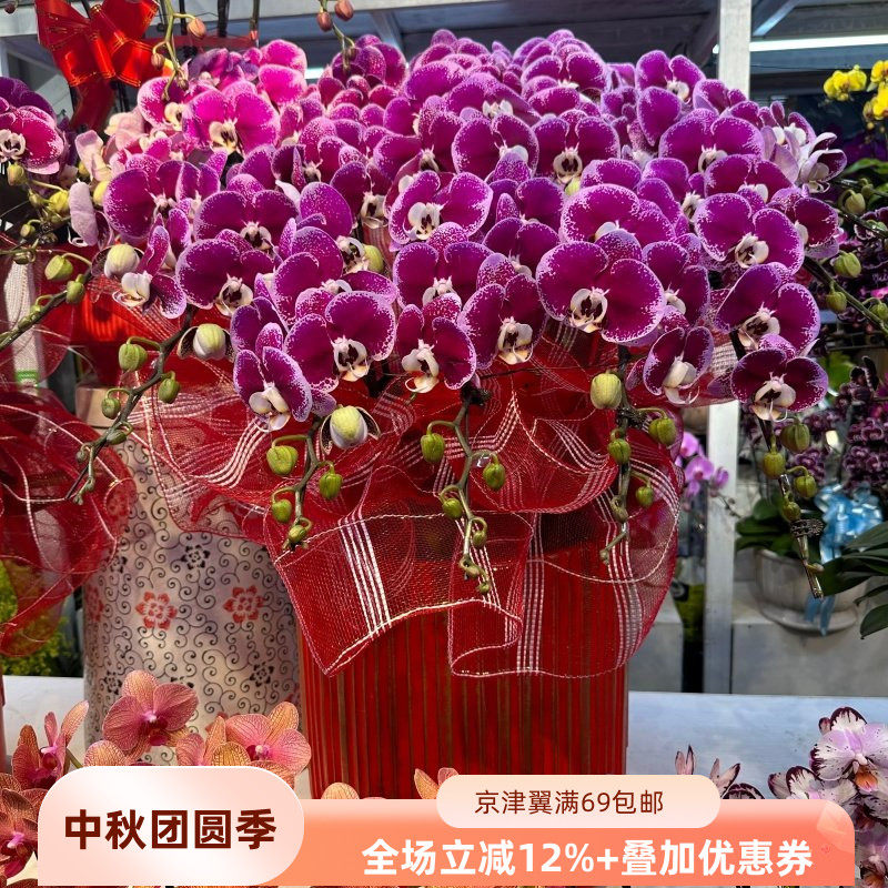 蝴蝶兰盆景绿植盆栽春节送礼盆栽