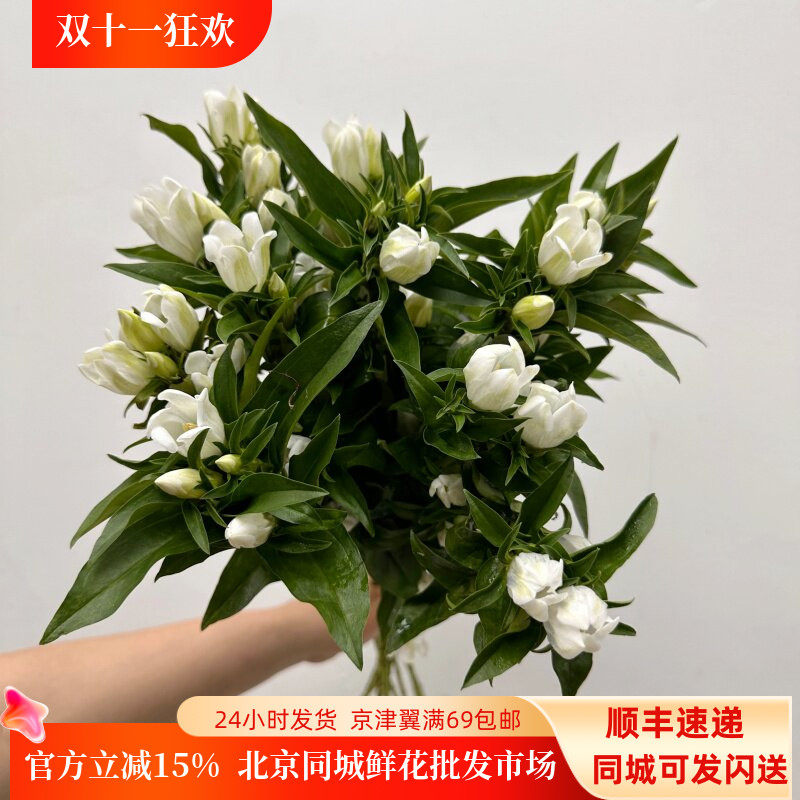 日本龙胆鲜切花高级花材10枝同城