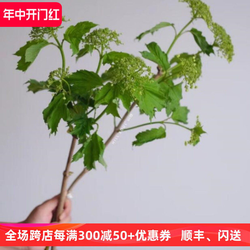 清新风 天目琼花绿叶木本植物 室内水养花 婚礼插花配花 鲜花速递