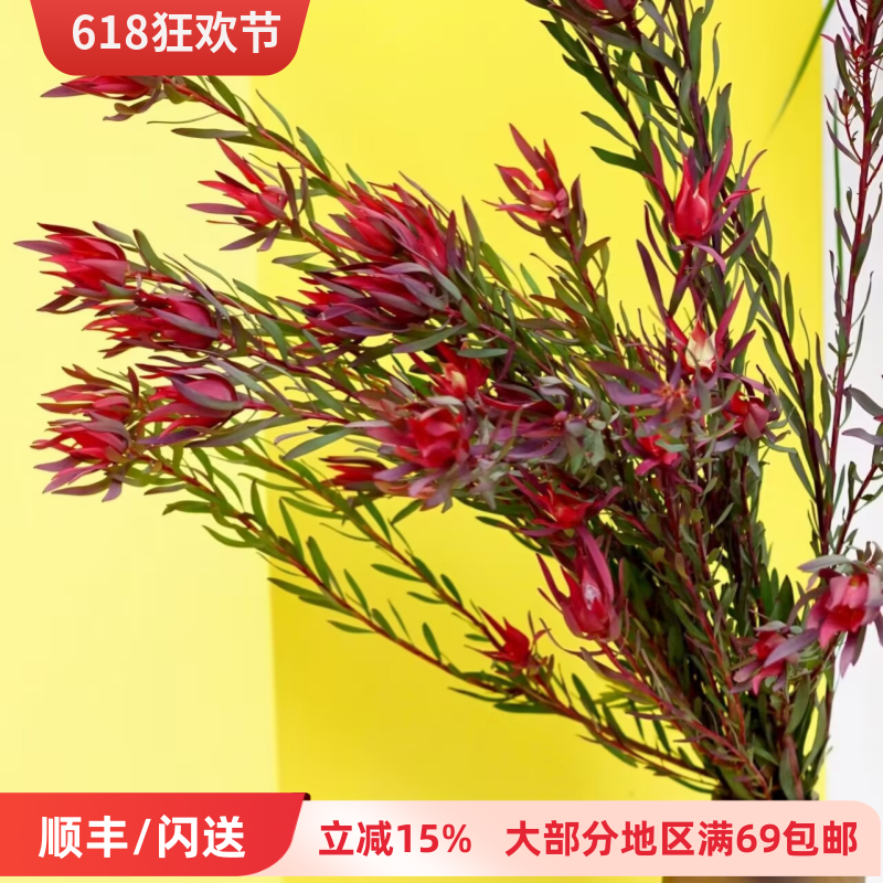 木百合鲜切花 一扎5枝 小众花材 日常瓶插婚礼插花 干花制作 顺丰