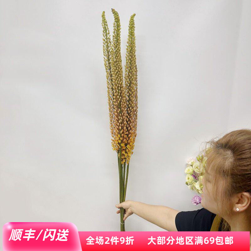 狐尾百合鲜花荷兰进口一束5枝