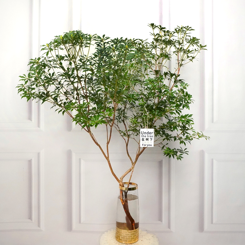 进口马醉木水培植物吊钟绿植鲜切