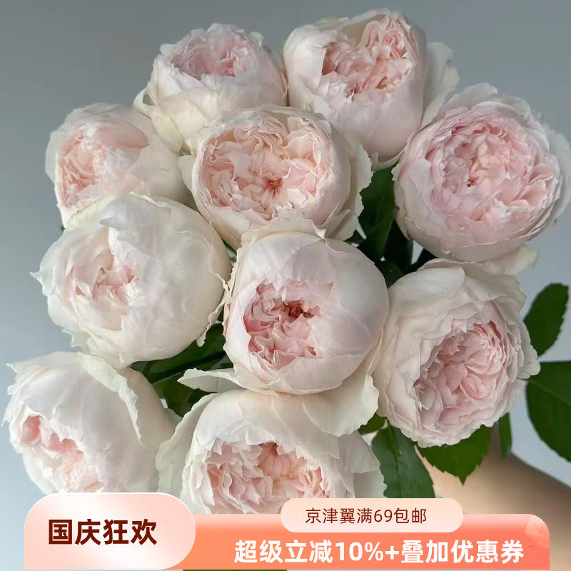 可爱瓷玫瑰稀有高品质鲜切花