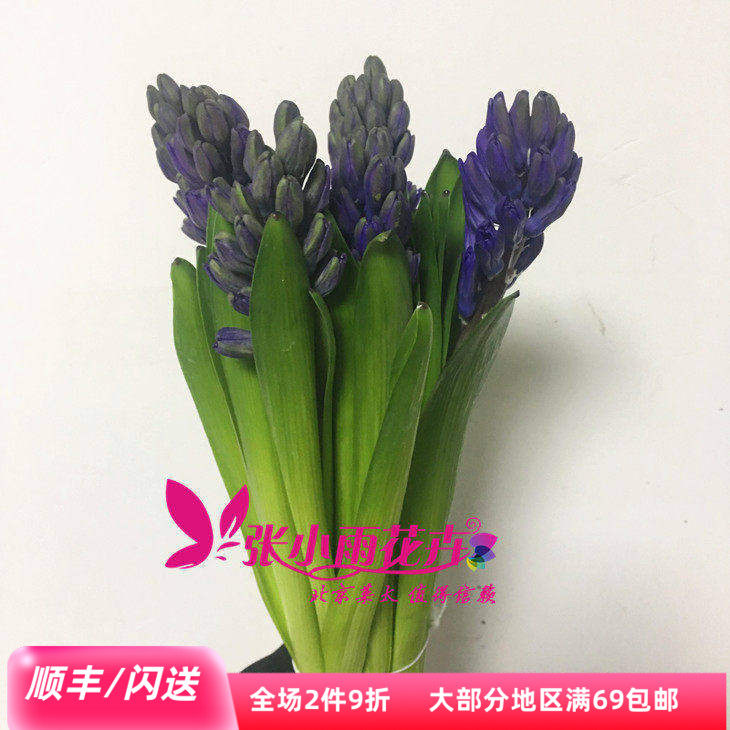 荷兰鲜花风信子diy家居插花闪送