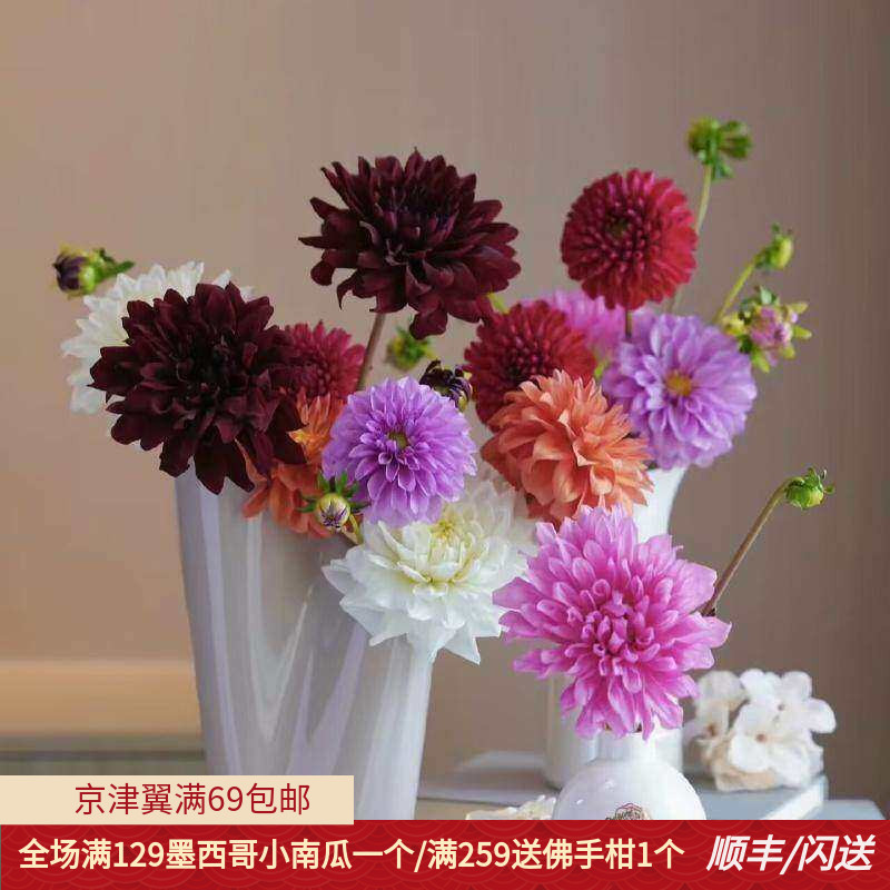 新鲜大丽花多颜色配花同城速递
