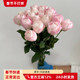 草莓杏仁饼玫瑰 精致淡雅色系 鲜切花大全多品玫瑰花北京鲜花直达