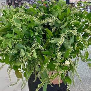 鼠刺鲜花 百搭配花 日常瓶插 DIY花艺美学 北京花市直批 新鲜送达