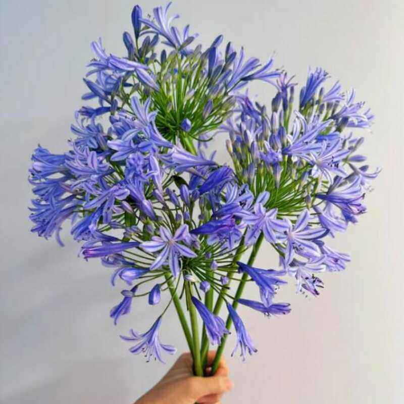 10朵百子莲居家水瓶养花鲜切花