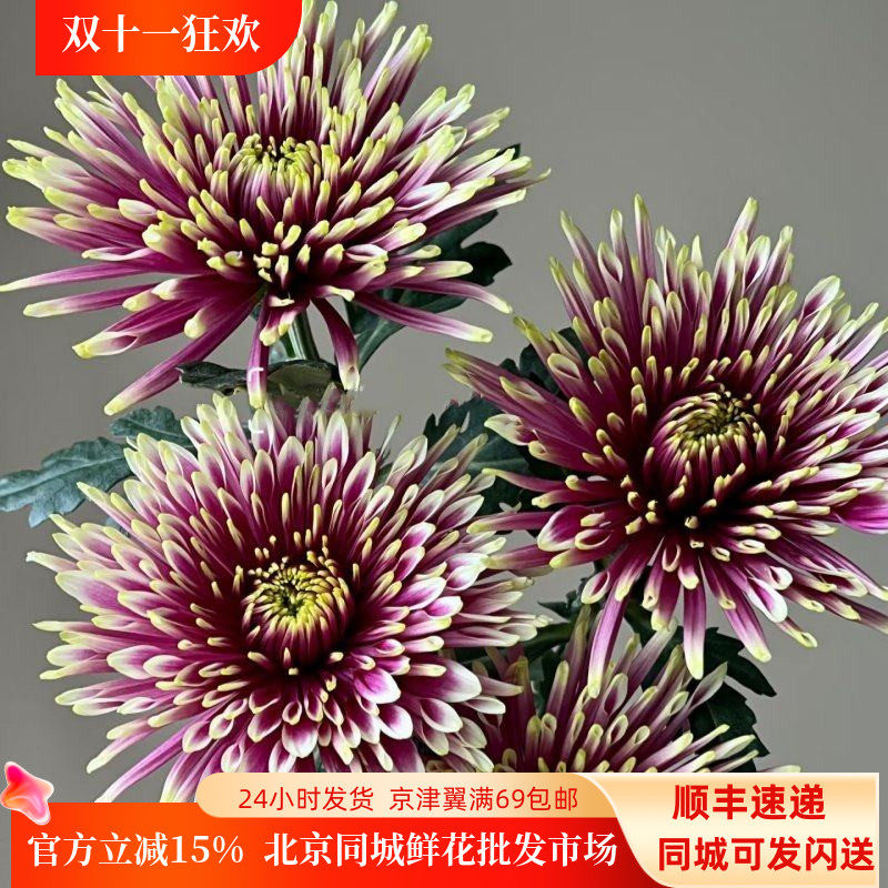 新鲜烟花菊一扎10枝大朵花期长