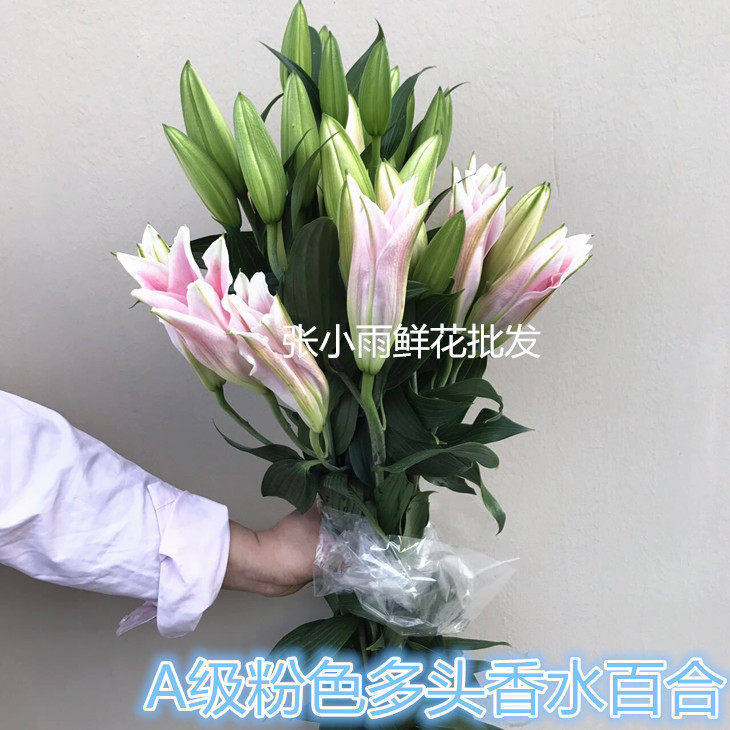 香水百合大花朵粉百合基地直供