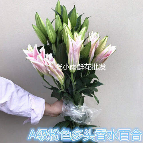 东北基地直供香水百合大朵顺丰