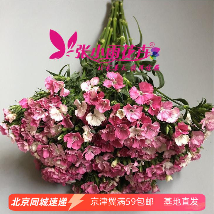 家庭插花粉白相思梅花新鲜小花朵相思梅百搭花材鲜花速递20枝以上