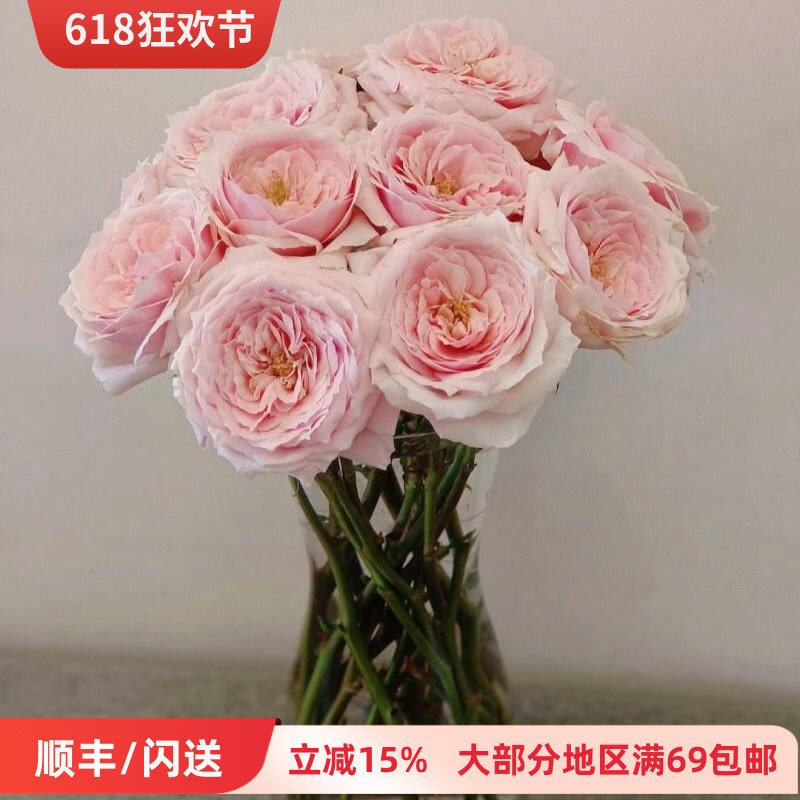 新品奥斯汀玫瑰花 小粉兔 进口种苗绵绸玫瑰花家用鲜切花同城速递