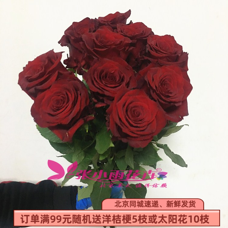 厄瓜多尔大头玫瑰 探索者玫瑰花 暗红色枪炮玫瑰生日爱情鲜花礼物