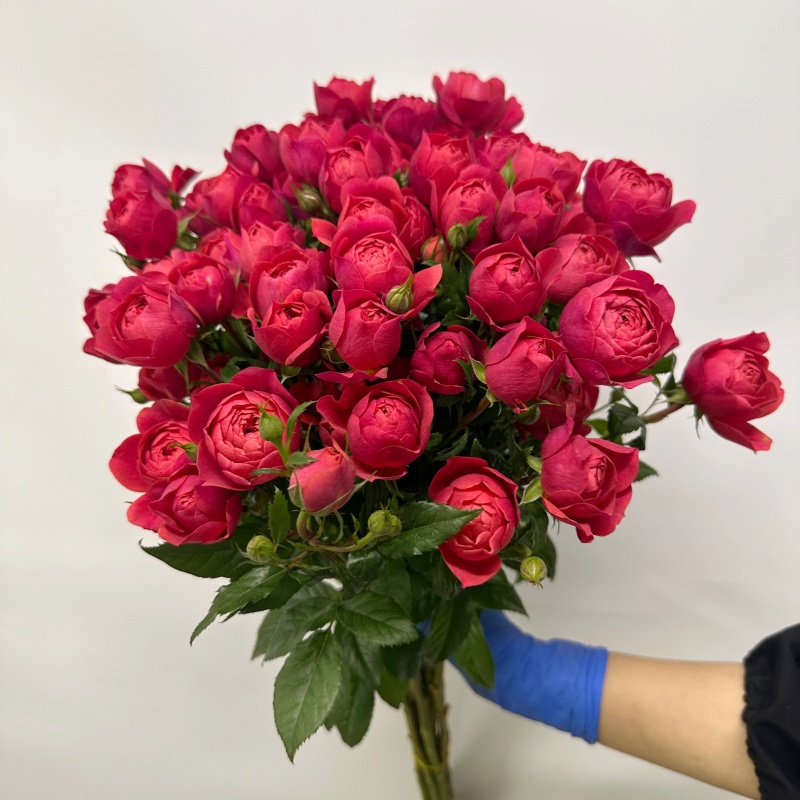 新鲜绝色果汁多头玫瑰一束10枝