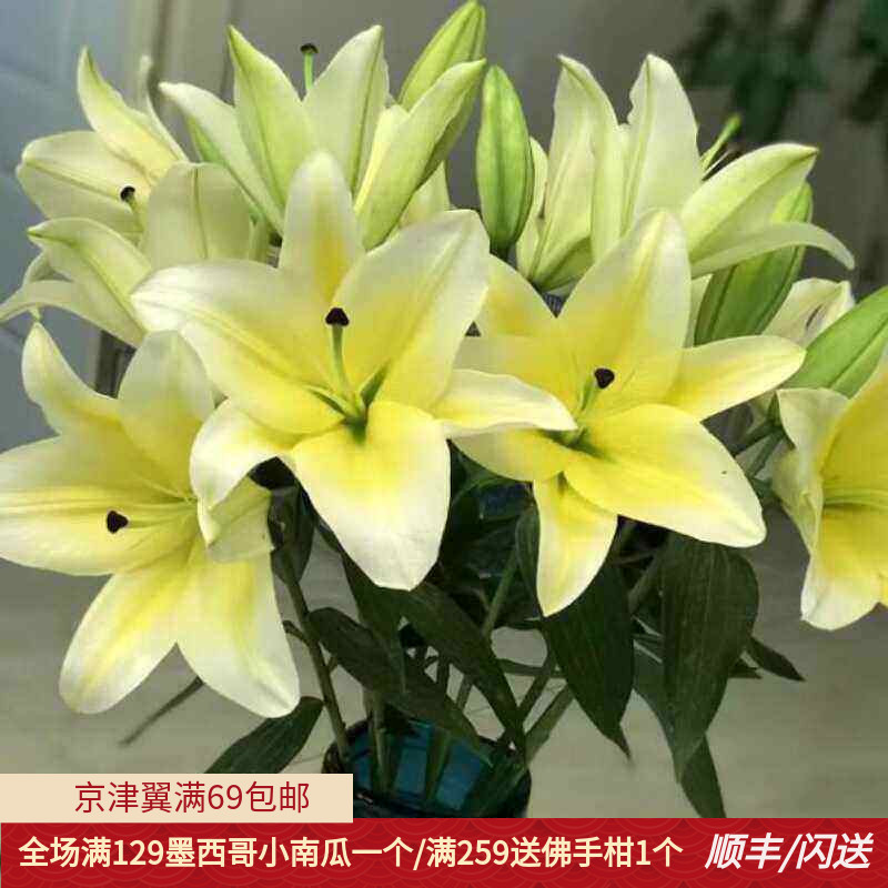 10朵黄天霸百合家用闪送鲜切花