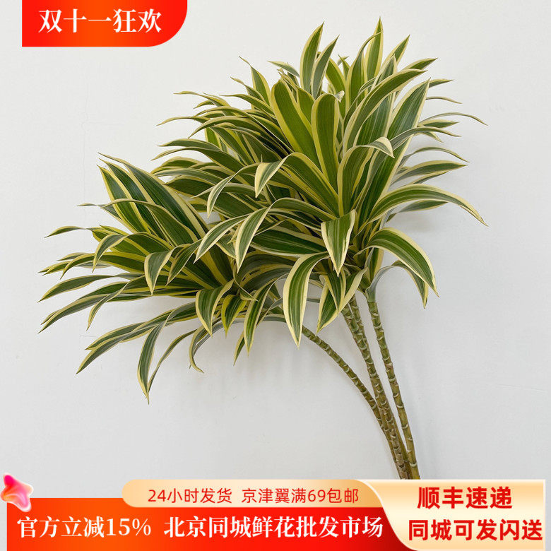 日本进口金边百合竹有氧净化空气