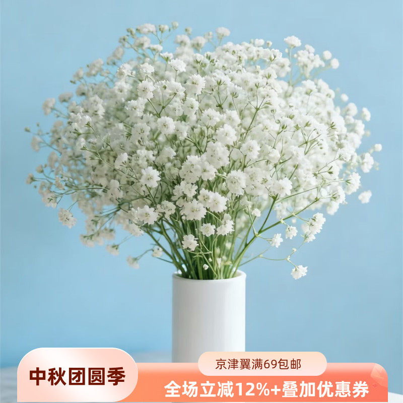 新鲜彩色满天星鲜花花束搭配图片