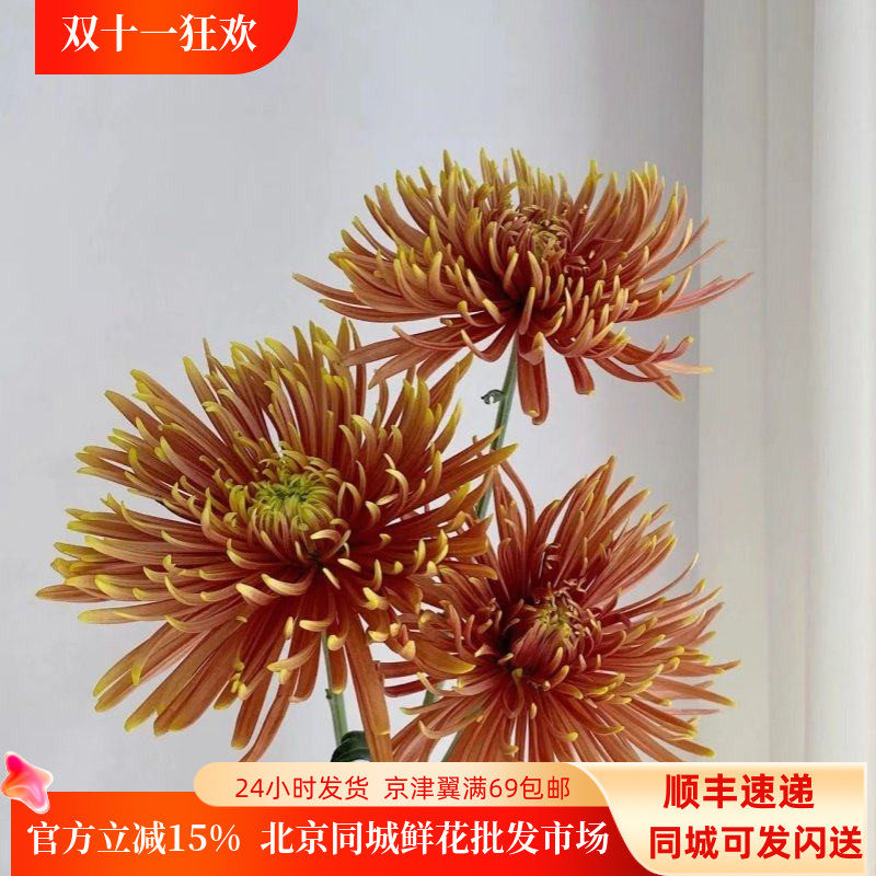 安娜菊大朵烟花菊线菊花期10枝