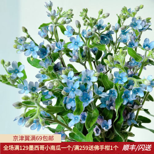 淡雅系蓝星花鲜切花蓝色小花朵