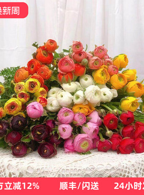 洋牡丹鲜花 清新爽眼 千层花瓣毛茛一束10枝 家庭DIY插花同城速递