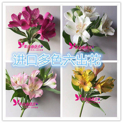 美好生活多色六出花家具摆设插花