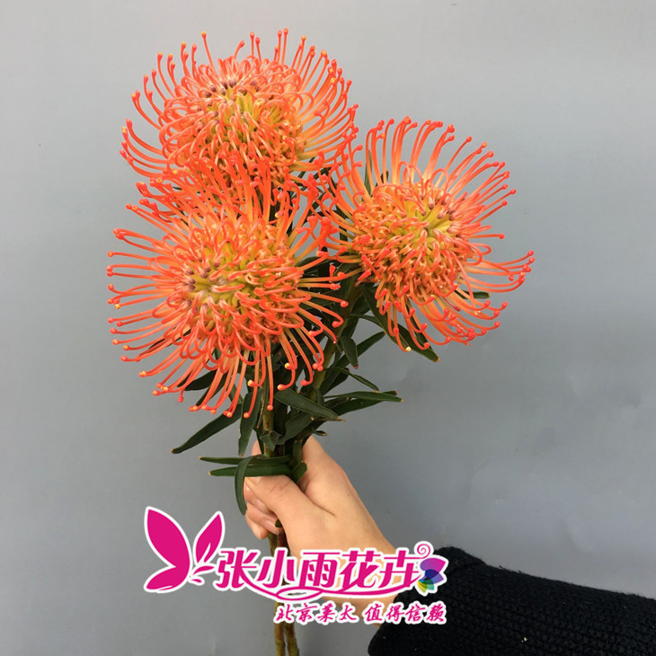 荷兰进口烟花菊 家居插花配花系列 针殿花期长干花北京鲜花速递