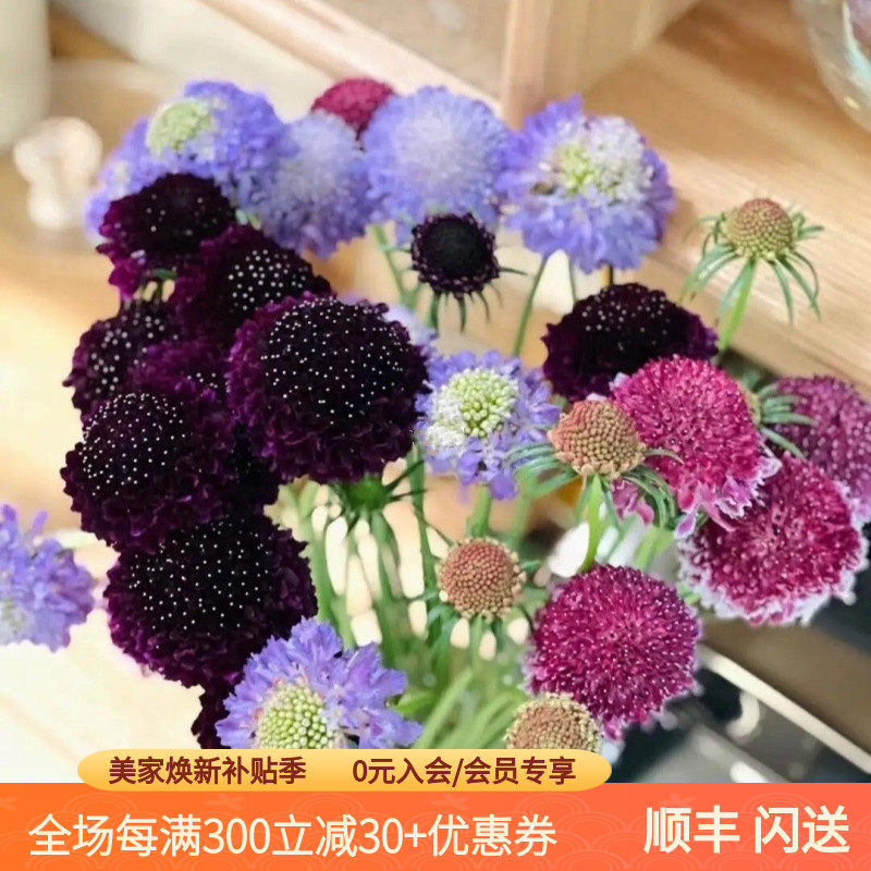 清新系插花松虫草鲜花 花农新鲜采摘多色选择 美好生活插花好心情