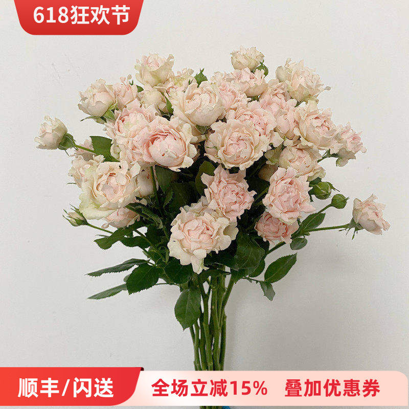 淡粉棉花糖 苏芬多头小玫瑰 蔷薇鲜切花 柔美系水瓶插花 鲜花速递