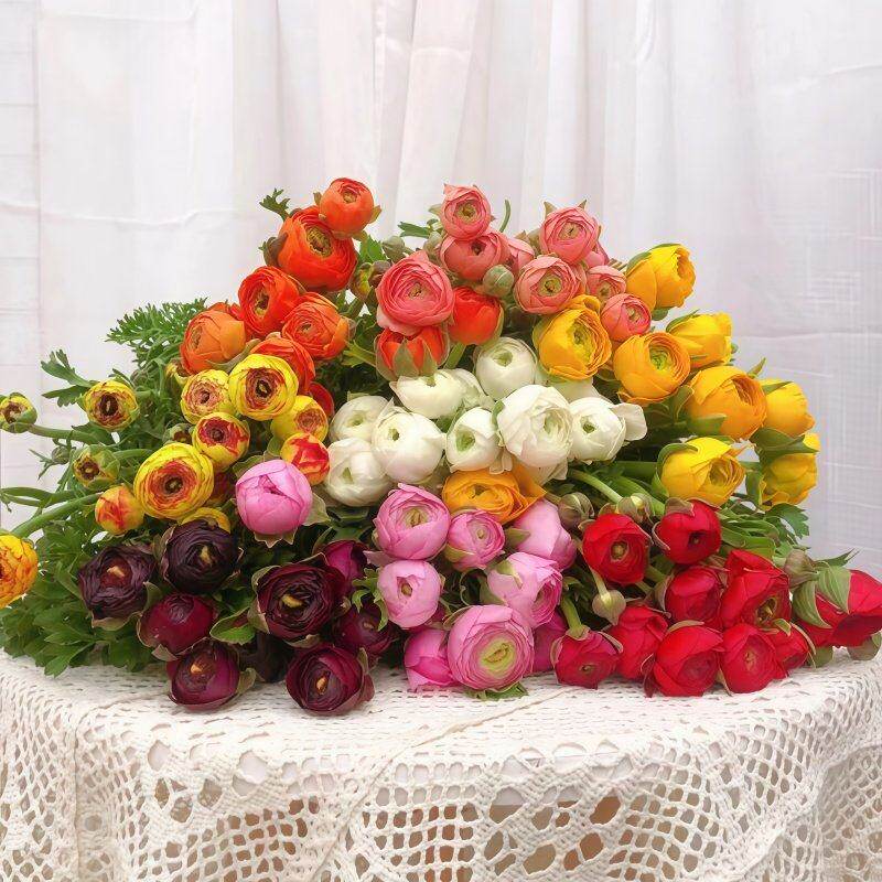 洋牡丹家居插花鲜切花女神节礼物