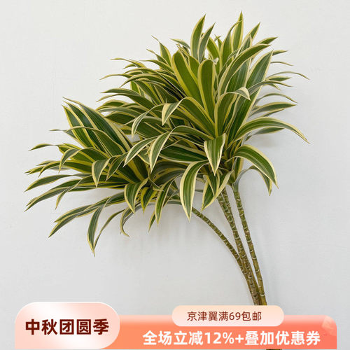 日本进口金边百合竹有氧净化空气