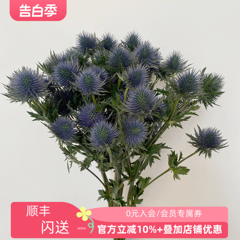 进口鲜花 蓝刺芹鲜切花 花期长花艺插花 一束10枝 可做干花 速递