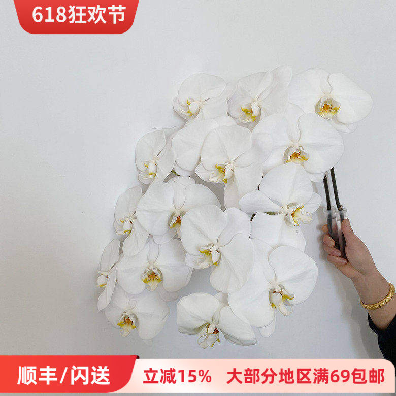 优质特A级 大白蝴蝶兰鲜切花 雪白花瓣DIY花艺插花 北京鲜花速递