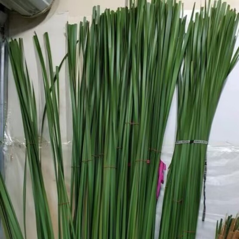 花艺插花蒲棒叶水蜡叶背景装饰叶材婚庆场景布置鲜花点缀同城速递