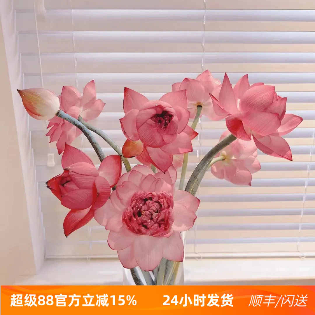 新鲜上市粉色荷花鲜切水养莲花莲蓬莲子可食观赏荷花北京同城速递