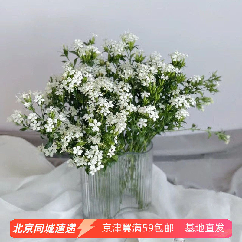 低价 雪白色相思梅鲜花思念之情家庭办公室观赏花 diy插花配花