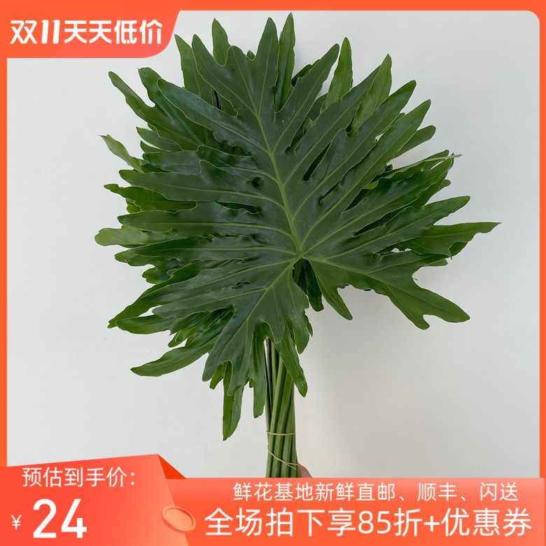 新鲜绿叶 春雨叶 鲜花配花衬托 花艺美学 大叶片植物切枝同城速递怎么看?