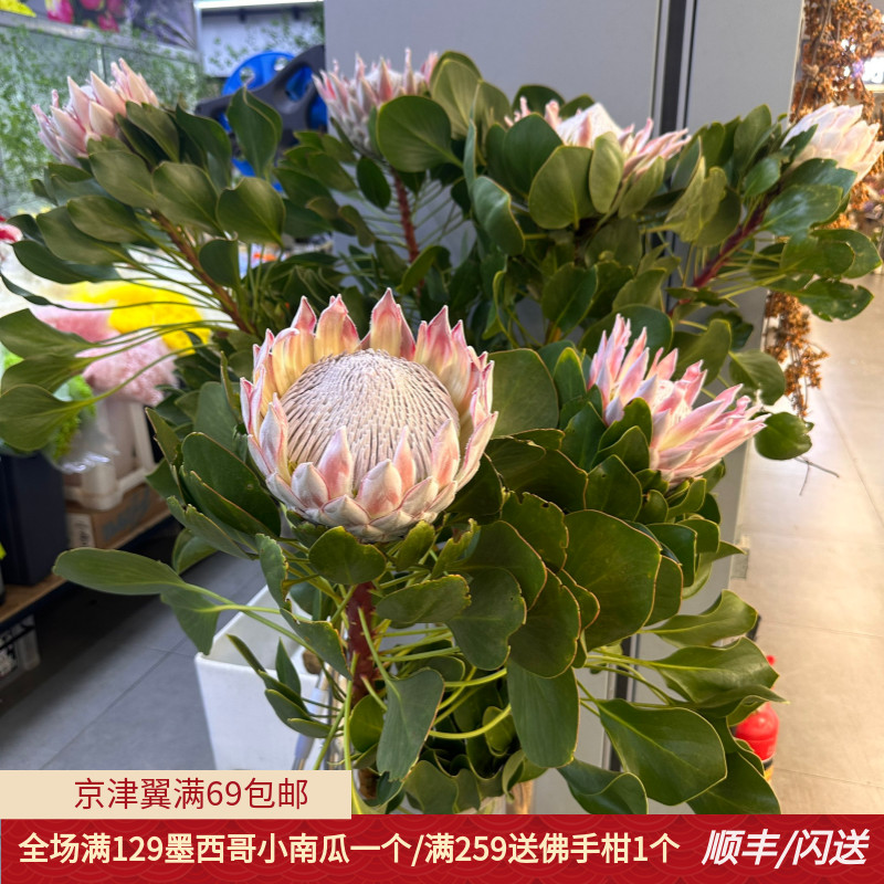 超级粉帝王花1.2米高婚礼用