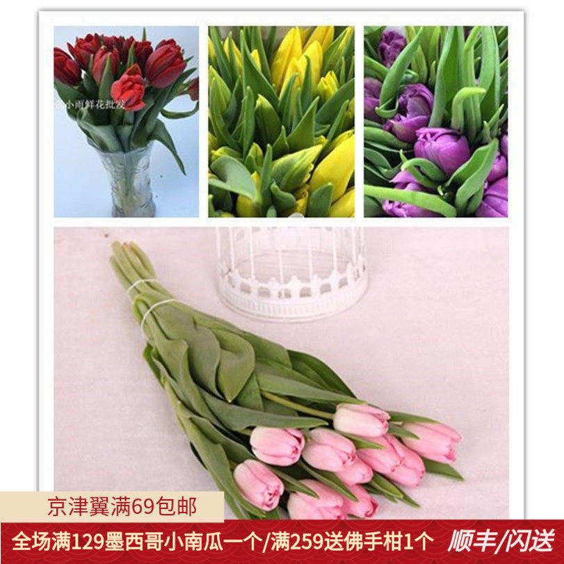 荷兰郁金香鲜花A级多色重瓣直批