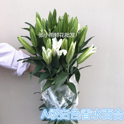 新鲜香水白百合鲜切花头大杆粗