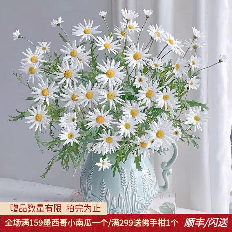 一抹清新 冰菊小雏菊荷兰菊家居装饰水瓶插花 北京鲜花直批 闪送