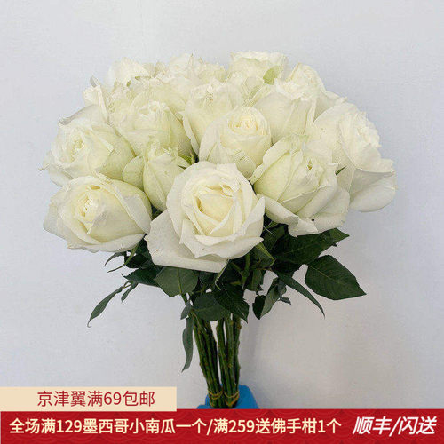 新鲜洁白玫瑰大头白色鲜花坦尼克