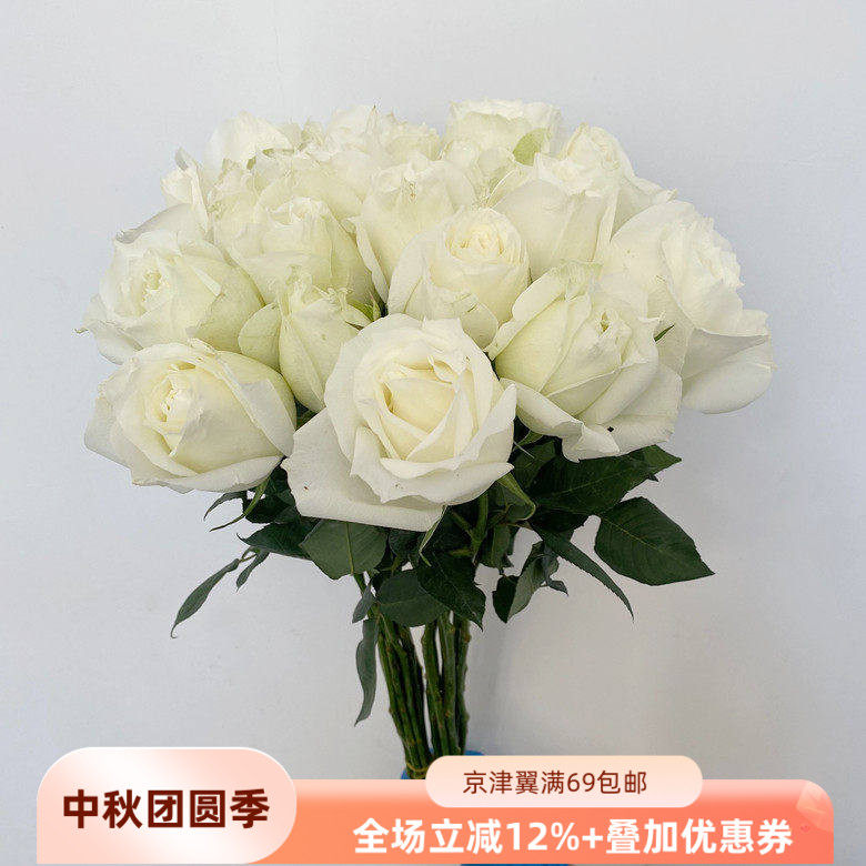 新鲜洁白玫瑰大头白色鲜花坦尼克